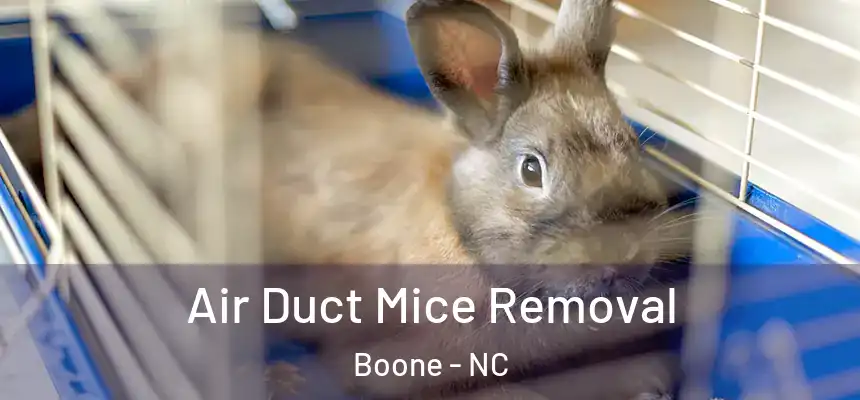  Air Duct Mice Removal Boone - NC